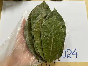 Organic Fermented Dried Soursop Leaves Broken Black <b>Tea</b> Vietnam Health <b>Tea</b> Non Sugar Grade a 100% Pure 25 <b>Tea</b> Bags <b>Box</b> - Product Image 2