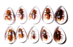 Yellow Paper Wasp Real Specimen Plastic Cabochon Pear Shape Cut <b>Top</b> 33x22 mm Clear Flat Bottom for Crafts and Jewelry Making - Product Image 6