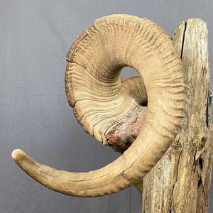 Portavelas Artesanal de Cuerno de Oveja Natural, Acabado Orgánico Rústico, Decoración Religiosa, Pulido, Ecológico - Product Image 3