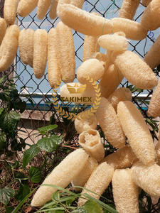 Natural Dried Whole Cutting Loofah From Vietnam Loofah Sponge Very High Quality and OEM Packing - Product Image 2