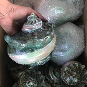 เปลือกหอยเทอร์โบไซส์ใหญ่สีเขียว มาร์มาทาตัส เปลือกหอยขนาดใหญ่ เปลือกหอยสังข์ขนาดใหญ่ เปลือกหอยมุกขัดเงา เปลือกหอยทะเลขนาดใหญ่ - Product Image 5