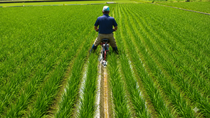 Arado de Surco para Mini Tractor NTH-2.M-JS Tipo Giratorio NTH-2 para Campos de Arroz - Product Image 3