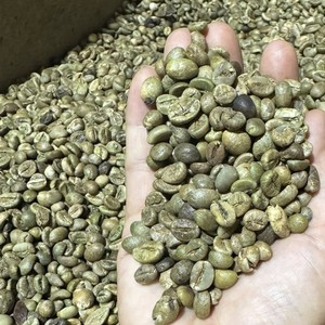 Granos de Café Verde Robusta de Vietnam, Granos de Café Sin Tostar, Proveedor Mayorista de Exportación para Tostadores e Importadores de Café - Product Image 6