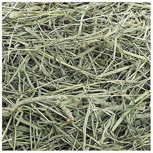 Heno de alfalfa/heno de timo con alto contenido proteico en venta - Product Image 1