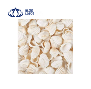 เปลือกหอยเชลล์สีขาวธรรมชาติทรงกลมแบบมีลายริ้ว สำหรับงาน DIY ตกแต่งบ้าน ยี่ห้อบลูโลตัส เป็นมิตรต่อสิ่งแวดล้อม - Product Image 1
