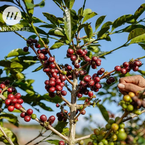 HANCOFFEE 2026 NUEVA Cosecha Granos de Café Robusta Crudos/Verdes - Precio Mayorista Más Barato - Empaquetados en Bolsas de 60 kg/PP/Yute - Product Image 1