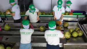 Eau de coco pure 500ml OEM prix de gros Vietnam Fabricant - Product Image 5