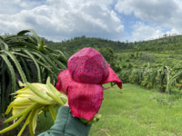 Premium Pitaya OEM ODM Landbouw Exporteur 100% Rode Drakenvrucht Vietnam Vers Fruit Hoge Kwaliteit Fruitleverancier