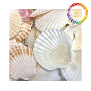 Decorative Double Wall Scallop Shells Natural Mixed Colors for DIY Crafts Wedding Decor Wholesale - Product Image 5