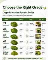 Poudre de Matcha Biologique Standard UE en Vrac Qualité Cérémoniale et Culinaire Certifiée USDA et UE Fournisseur