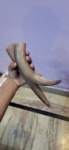 S SONS Inspired Cow horn Tip Design Eco-Friendly <b>Polished</b> <b>Black</b> Antique Imitation Buffalo Horn Natural Shape Europe - Product Image 2