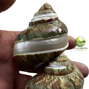 Wholesale Turbo <b>Shells</b> Natural Polished Seashells for <b>Hermit</b> <b>Crabs</b> Aquarium Decoration DIY Crafts Beach Decor and Souvenir Shops - Product Image 3