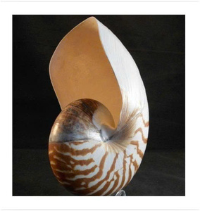 Adorno de Concha Marina en Espiral Natural, Concha Pulida Ecológica, Arte Coleccionable con Temática Animal, Decoración Costera, Ba Ria-Vung Tau - Product Image 1