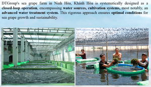 รังของนกโอกินาวะและเยลลี่องุ่นทะเล30กรัมแพ็คพร้อมทานพร้อมเครื่องดื่มรสสตรอเบอร์รี่จากเวียดนาม - Product Image 5