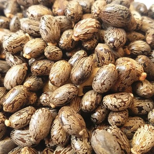 Semillas de Ricino Orgánicas a Granel, Grado Alimenticio, 3 Años de Vida Útil, 25 kg, Marca TZ453G, Producto Agrícola de Alta Calidad - Product Image 4