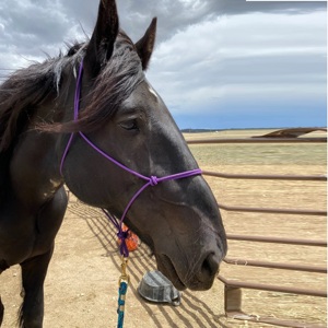 Heavy Duty Rope Horse Halter 6 Knot Design Australian Stock Riding Tack Direct Factory - Product Image 5