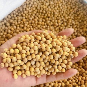 เมล็ดถั่วเหลืองแห้งออร์แกนิกแบบขายส่ง |   บรรจุภัณฑ์แบบขายส่ง เมล็ดถั่วเหลืองปลอดจีเอ็มโอ สำหรับต้มและนึ่งอาหาร มีจำหน่าย - Product Image 2