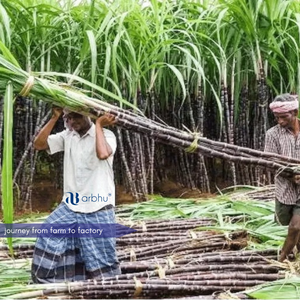 Barquette alimentaire durable en bagasse de canne à sucre, 8 compartiments, jetable, en fibres végétales, compostable, compatible micro-ondes - Product Image 3