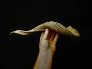 Shofar en corne de bœuf naturelle de haute qualité pour la fête de Rosh Hashanah, artisanat casher Hs Husnain, poli, toucher réel - Product Image 3