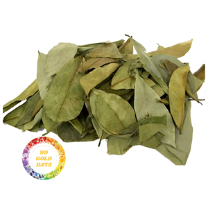 HOT SELLING: Wholesale Premium Dried Soursop Leaves Natural Graviola <b>Tea</b> Leaves No Additives Vietnam Factory Direct Sale - Product Image 1