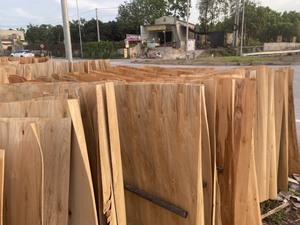 Produit phare en gros : Placage de noyau 100 % naturel (pin/eucalyptus/acacia) pour la fabrication de contreplaqué - Product Image 2