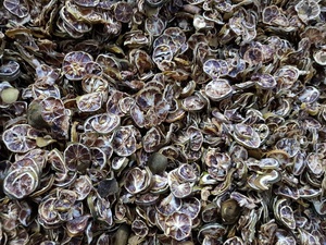 Prix direct usine – Tranches d'agrumes séchées (citron vert, citron, kumquat, calamansi) pour le marché américain du thé et des boissons – Vente en gros à prix réduit - Product Image 3