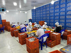 Mango Deshidratado en Rodajas 100% Natural, Procesado con Técnica AD, Sin Aditivos, Dulce, Envasado al Vacío, Venta al Por Mayor Directo de Fábrica - Product Image 6