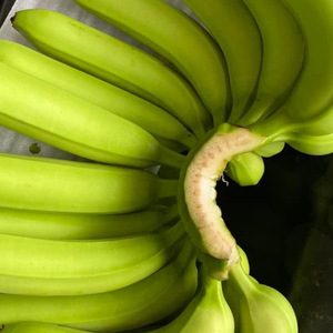 Plátano Cavendish Fresco de Vietnam de Alta Calidad para Procesamiento Industrial de Alimentos y Suministro Mayorista de Frutas 99 Gold Data - Product Image 1