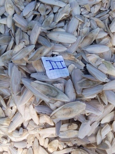 Proveedor de Huesos de Sepia Pulidos a Granel, Cartón de 10 kg con Huesos de 4-5 Pulgadas para Caracoles, Tortugas y Animales Exóticos 19.1 - Product Image 4