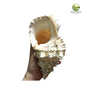 เปลือกหอยตูตูฟาบูโบธรรมชาติขายส่ง สำหรับตกแต่งบ้าน งานฝีมือชายหาด และร้านขายของที่ระลึก - Product Image 4