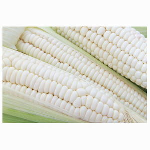 Exportador de Granos de Maíz Blanco a Granel para el Mercado Internacional de Alimentos y Piensos - Product Image 2