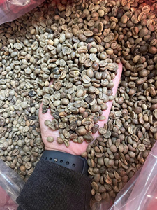 Café Verde Sin Tostar de Vietnam, OEM/ODM, Exportación/Importación, Granos de Café Verde al por Mayor, Arábica y Robusta, 100% Natural, Calidad Premium - Product Image 5