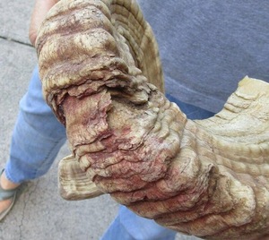 Paire de cornes de mouton géantes, grandes dimensions, cornes naturelles brutes pour la décoration et l'artisanat, haute qualité - Product Image 5