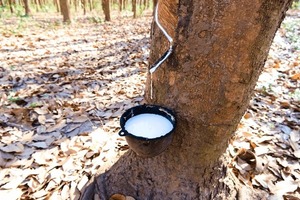 ยางลาเท็กซ์สีขาวธรรมชาติ ความบริสุทธิ์สูง จำหน่ายส่ง สำหรับผลิตภัณฑ์แบบจุ่ม ลูกโป่ง ถุงมือ และการใช้งานในอุตสาหกรรม - Product Image 4