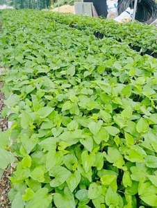 Polvo de Houttuynia Liofilizado Premium de Vietnam, Suministro a Granel para Fabricantes de Bebidas y Procesamiento de Alimentos - Product Image 3