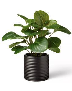 Maceta moderna con recubrimiento de polvo negro para plantas verdes de interior, diseño minimalista, decoración del hogar - Product Image 3