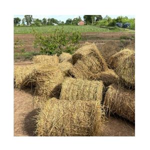 <b>High</b> Quality Rice Straw for Animals Feeding and <b>Bed</b> or Decoration - Product Image 4