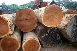 Troncos de Madera de Iroko Genuinos al por Mayor para Mercados Mayoristas, Muebles, Pisos, Construcción y Exportación - Product Image 4