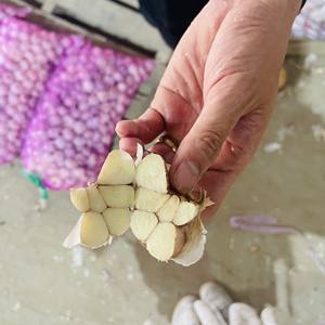 2025 Nuevo Cultivo de ajo blanco puro de Vietnam Producto agrícola al por mayor Contacto + 84 36 680 8683 - Product Image 2