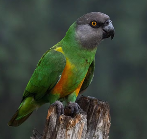 Premium NMF (PVT) LTD Senegal Parrots Live Birds From South Africa for Aviculture Breeding <b>Aviaries</b> and Ornamental Bird Supply - Product Image 5
