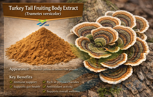 Suministro Directo de Fábrica HGO de Extracto Puro de Cuerpo Fructífero de Cola de Pavo (Trametes versicolor) Grado Alimenticio en Proporciones 5:1, 10:1, 20:1 - Product Image 2