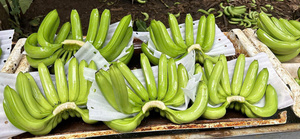Bananes Fraîches de Qualité Supérieure Utilisant des Fruits Tropicaux de Ferme pour la Vente au Détail Quotidienne en Provenance du Vietnam par 99 Gold Data - Product Image 5