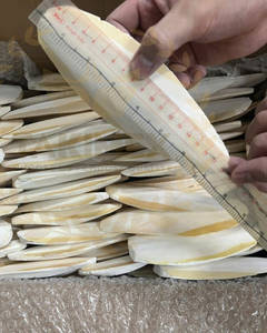 100% hueso de sepia seco Natural para pájaros y reptiles hueso de Sepia muy alto en calcio para mascotas Origen de Vietnam - Product Image 4