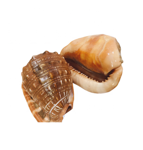 Coquille de cauris brun polie / Coquille de trompette naturelle polie par le fabricant, artisanat, décoration intérieure, souvenir de Noël, cadeau - Product Image 3