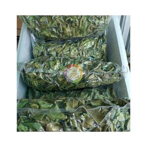 Feuilles de citron vert séchées d'origine vietnamienne de qualité supérieure, en promotion 2026, feuilles de citron vert super citrique pour usage Feng Shui, fabriquées au Vietnam - Product Image 6