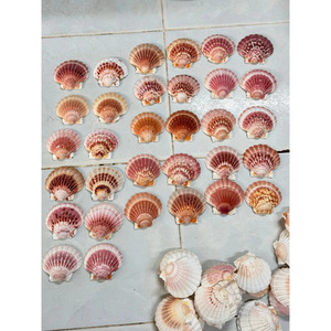Conchas de vieira pulidas, material de conchas marinas para decoración del hogar, manualidades y producción de souvenirs, proveedor de Vietnam. - Product Image 4