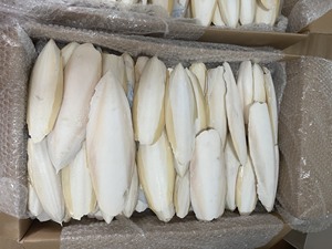 สินค้าขายดี |   กระดูกปลาหมึกทำความสะอาดแล้ว บล็อกแคลเซียมสำหรับนก ใช้สำหรับตัดแต่งปากนก จากบลูโลตัส เวียดนาม - Product Image 5