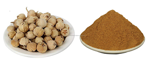 Paneer DODA bột Ấn Độ rennet bột withania coagulans Paneer dodi Hoa Khô nguyên các loại thảo mộc Nhà Máy chiết xuất sản phẩm thảo dược - Product Image 3