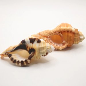 Conchas marinas crudas al por mayor, accesorios para acuarios, precio más bajo, conchas naturales de playa - Product Image 1