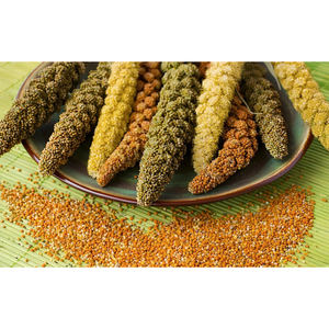 Mijo Crudo de Marca Propia, Limpio, Sin OMG, Origen EE. UU., 2 Años de Vida Útil, Rico en Fibra y Proteínas para Dietas Saludables - Product Image 4